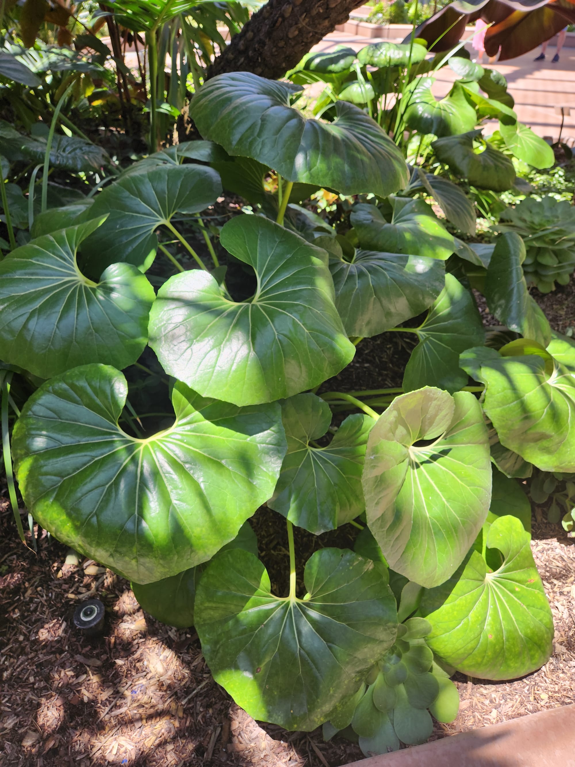 Wednesday's visit to Balboa Park's Botanical Building