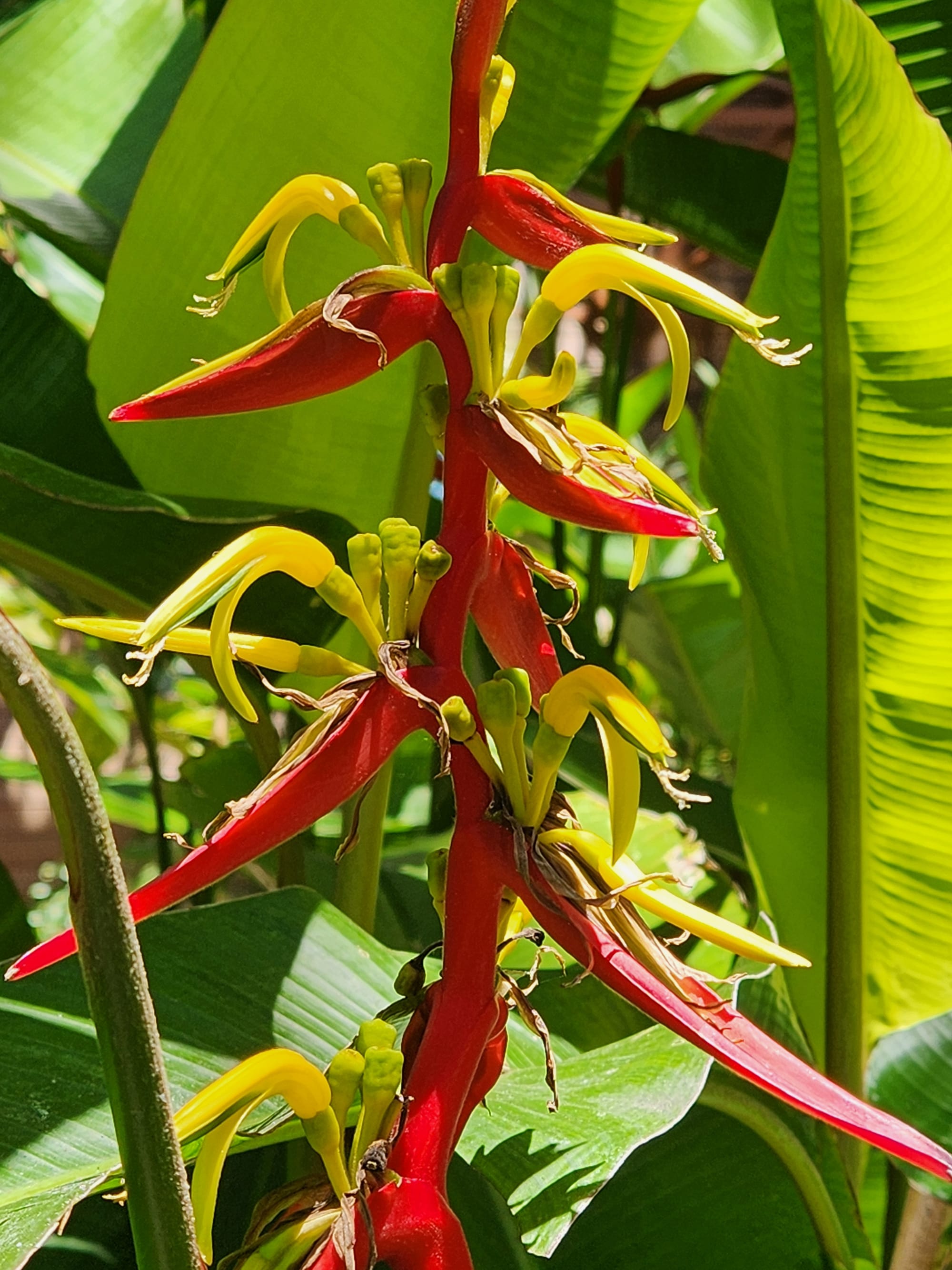 Wednesday's visit to Balboa Park's Botanical Building