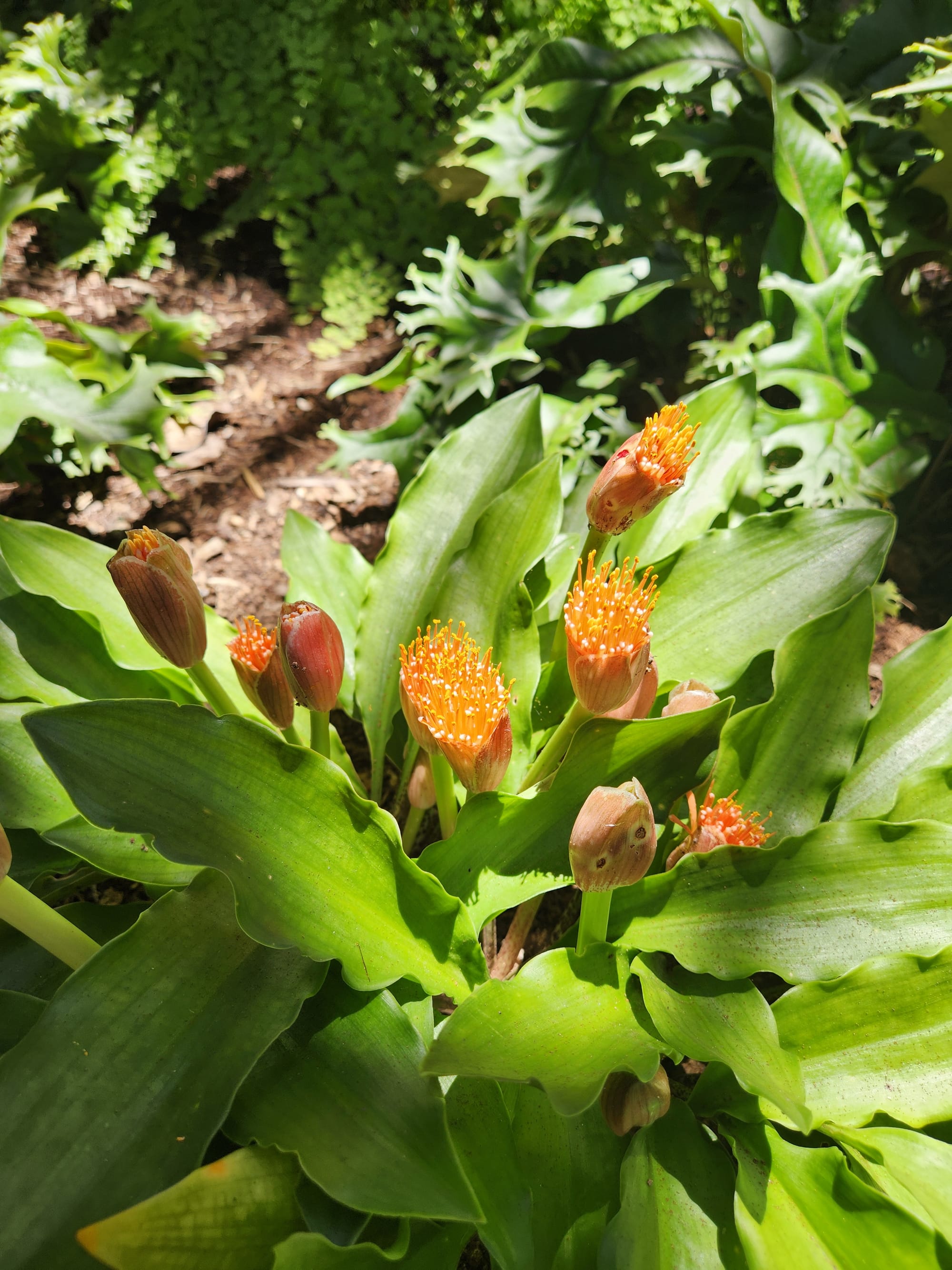 Wednesday's visit to Balboa Park's Botanical Building