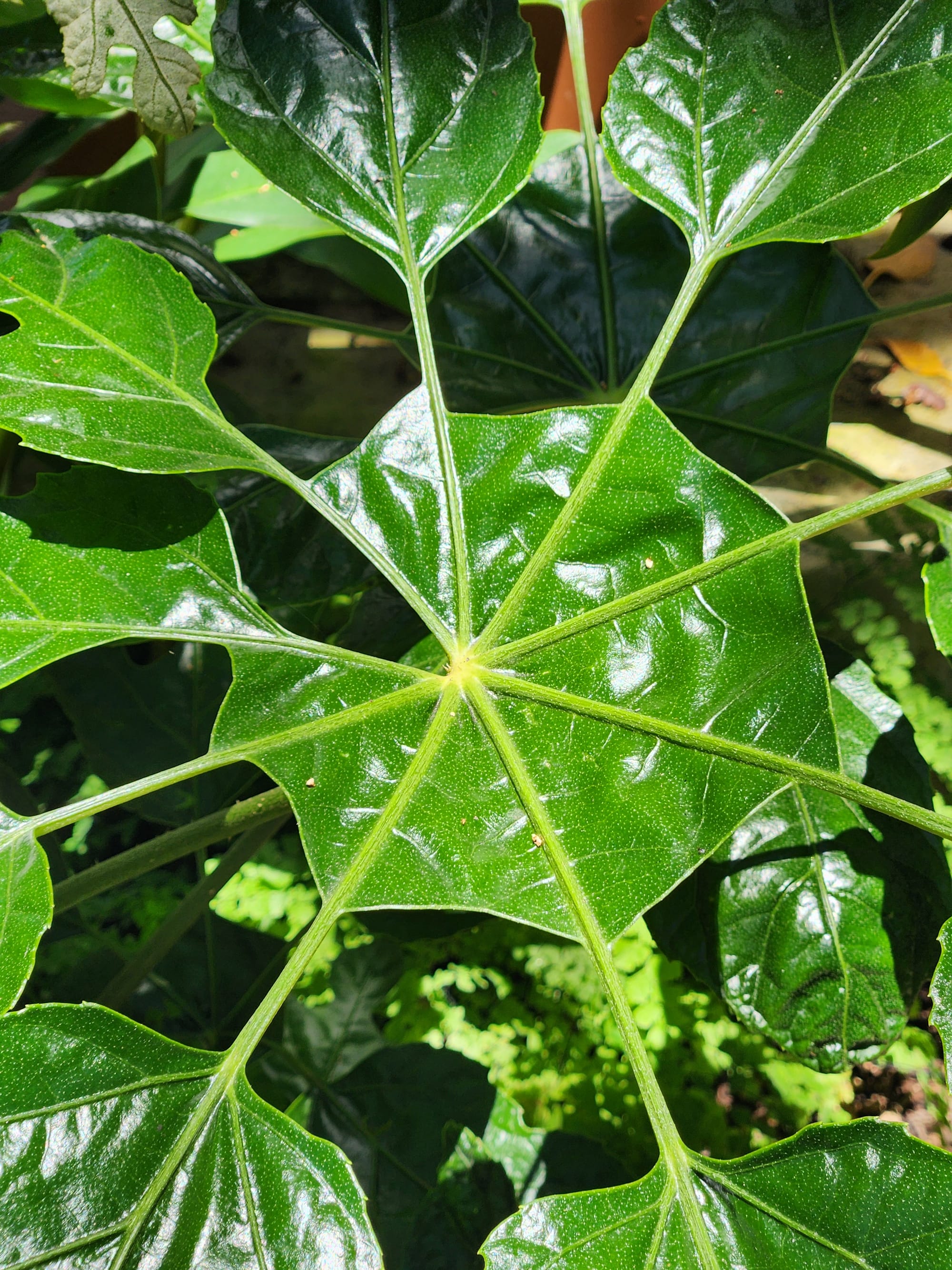 Wednesday's visit to Balboa Park's Botanical Building