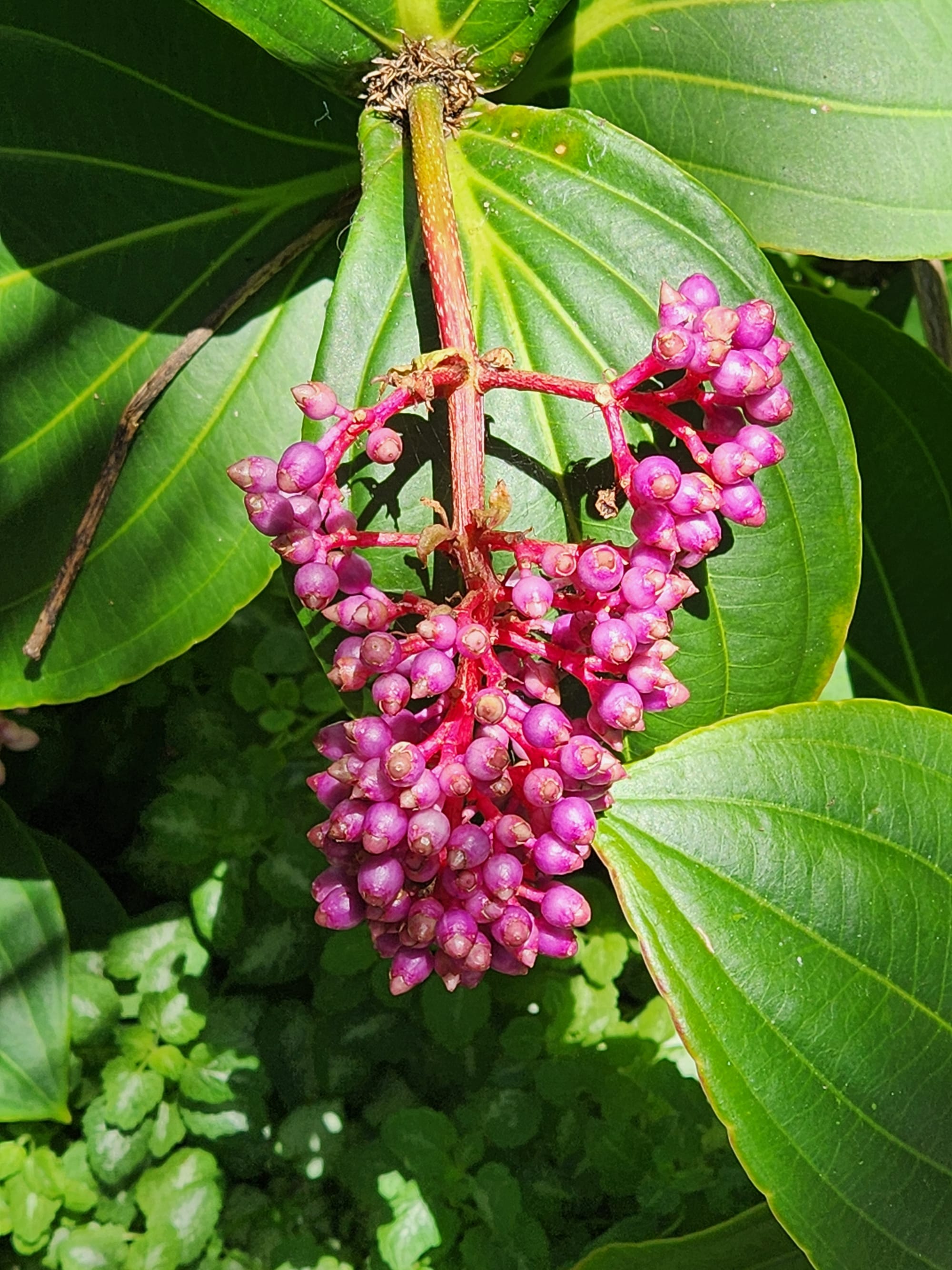 Wednesday's visit to Balboa Park's Botanical Building