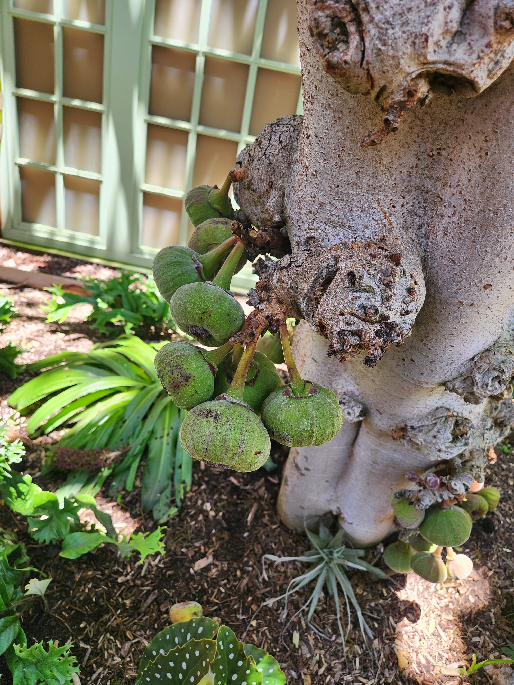 Wednesday's visit to Balboa Park's Botanical Building