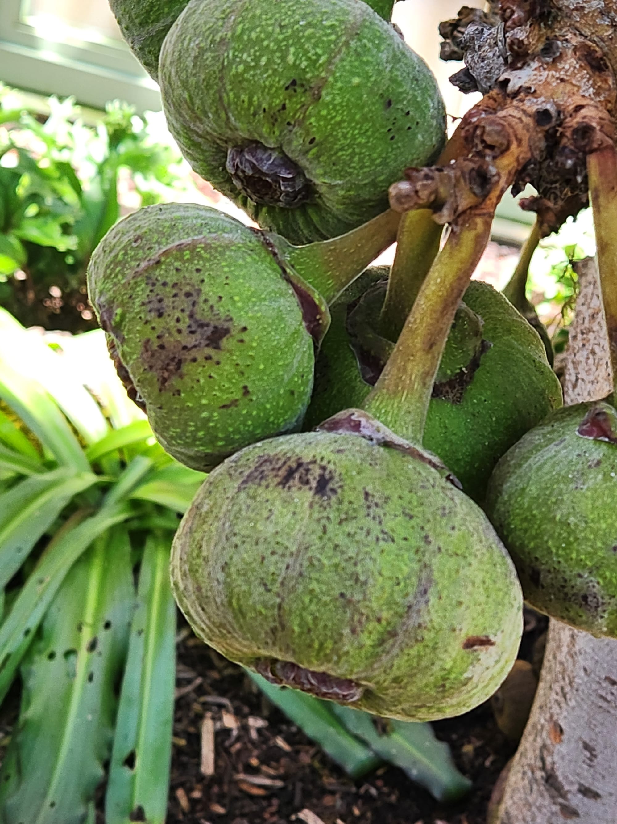 Wednesday's visit to Balboa Park's Botanical Building