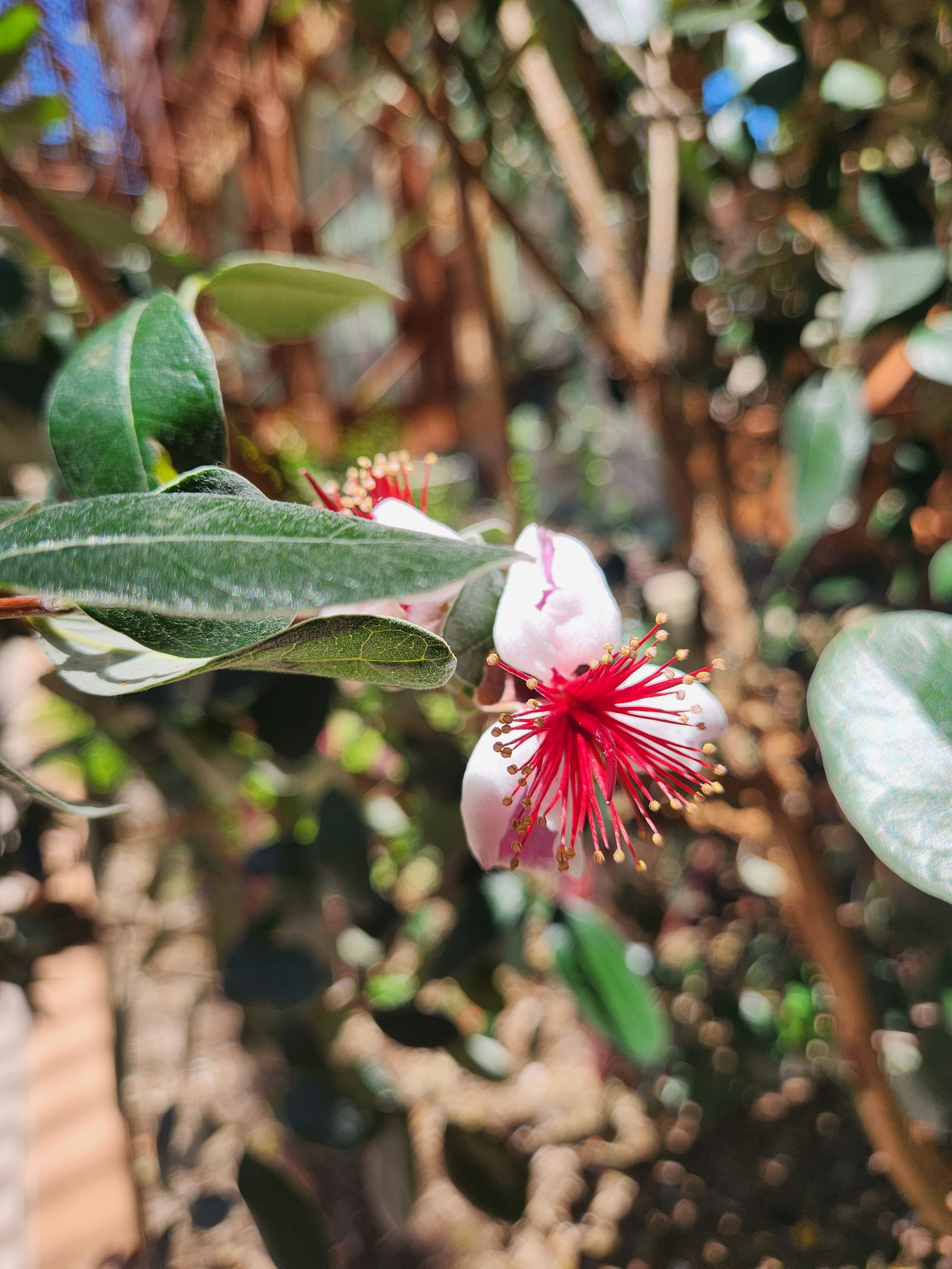 Wednesday's visit to Balboa Park's Botanical Building