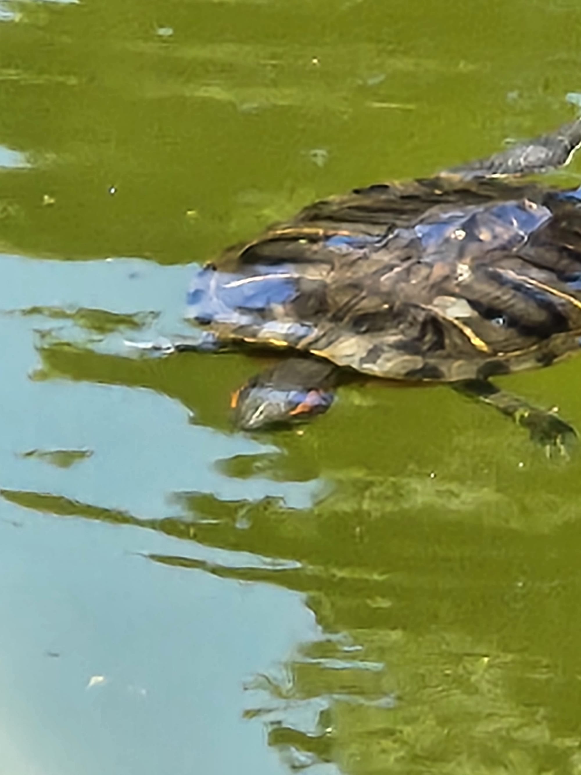Wednesday's visit to Balboa Park's Botanical Building