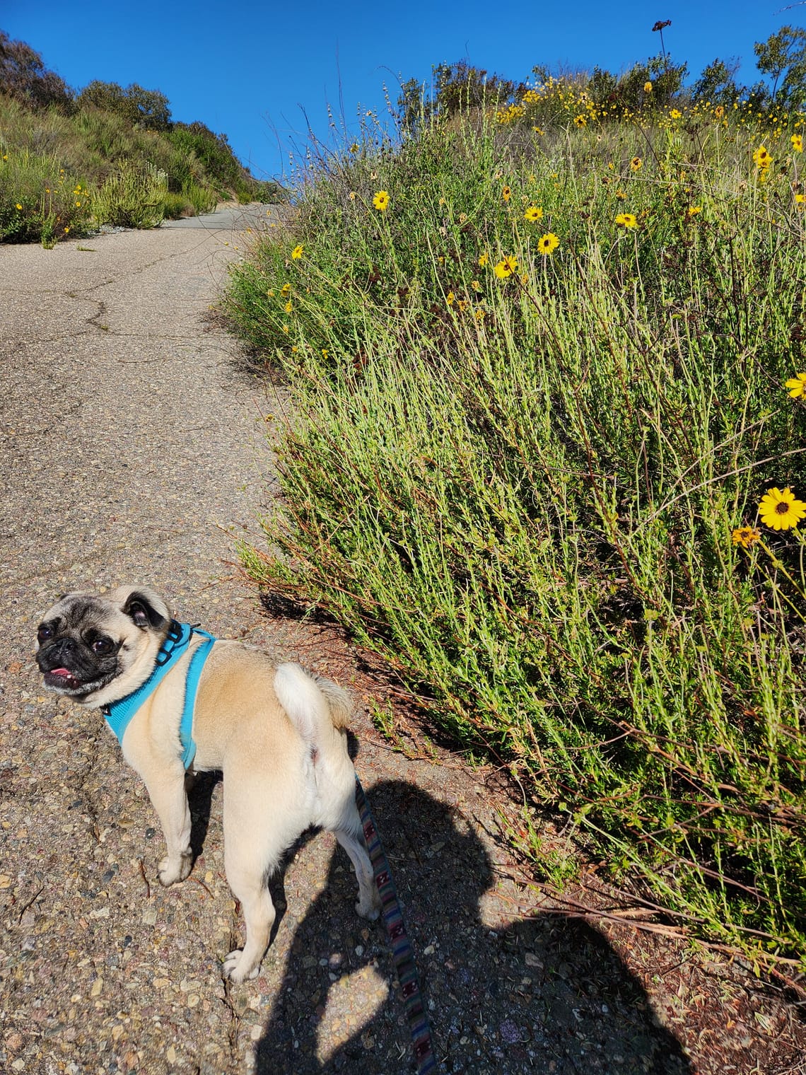 Tuesday's Ultralongfora in Sunny El Cajon